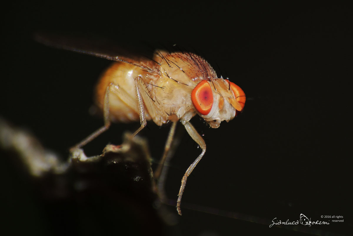 Drosophila melanogaster insetti
