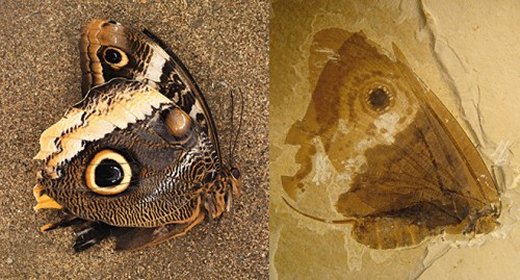 Farfalla fossile - occhi