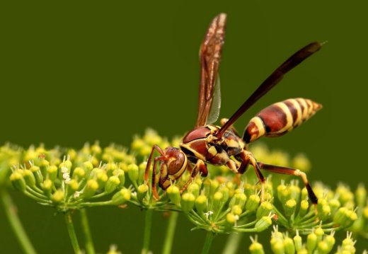 Polistes fuscatus - © Howard Cheek - vespa