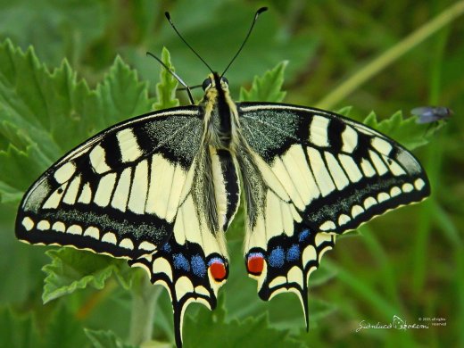 Papilio machaon ad ali aperte - Gianluca Doremi