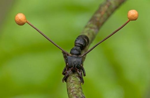 Fungo sviluppato dalla testa della formica - formiche