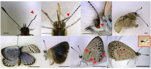Esempi di malformazioni accumulate dalle farfalle in seguito all’ingestione di foglie contamiate con materiale radioattivo (Immagine: Hiyama et al. Scientific Reports 2014). radiazioni