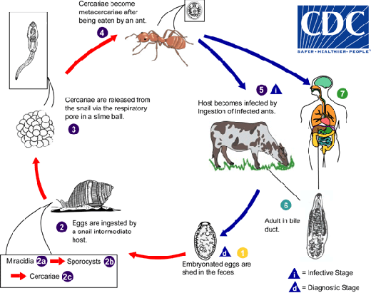 Il ciclo del Dicrocoelium dendricitum