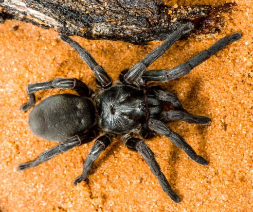 Il nuovo ragno botola - Mygalomorphae Barychelidae Idiomata sp.© R. Whyte