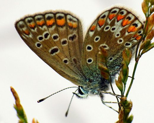 Polyommatus icarus, comune farfalla della famiglia Lycaenidae - © Gianluca Doremi 
