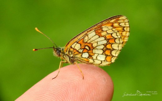 Melitaea athalia - © Gianluca Doremi - farfalle