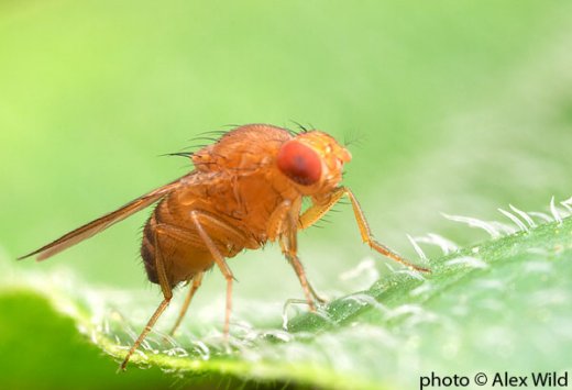 Drosophila sechellia - © Alex Wild