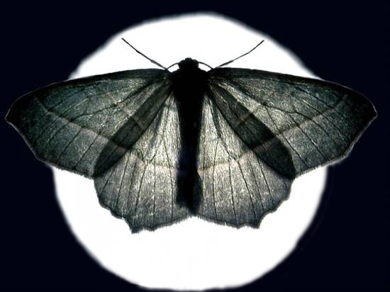 Notti Europee delle falene - European Moth Night