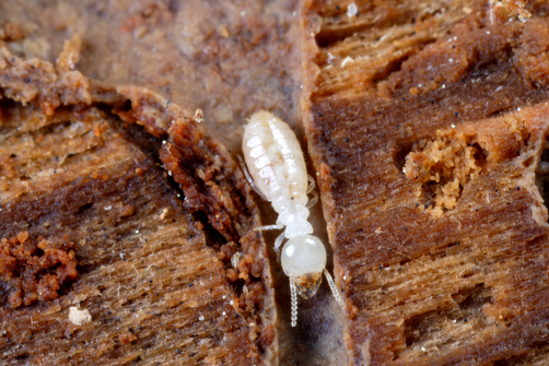 Un termiti sotterranee orientali, Ordine Isoptera, in un tunnel.