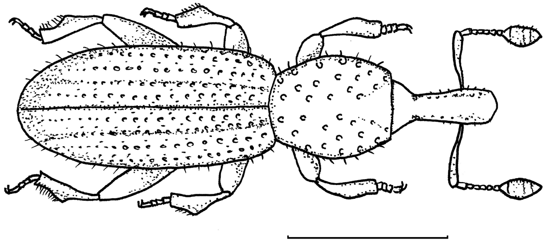 Fig. 1 - Alaocyba magrinii n. sp.: habitus. Scala 0,5 mm - Curculionidae