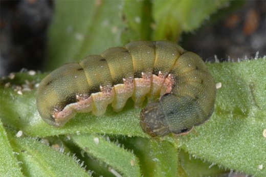 Spodoptera exigua: Larva (February 2011, Fuerteventura) - http://www.pyrgus.de/Spodoptera_exigua_en.html