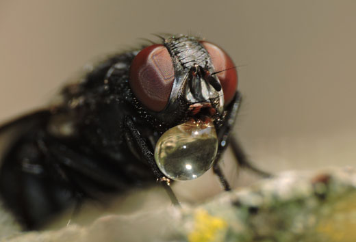 Perché le mosche si posano sul cibo che abbiamo davanti? È il loro modo di assaggiarlo: nelle mosche, la sede del gusto risiede nelle zampe.  - © Gianluca Doremi