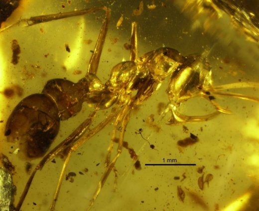 Closeup view of a Linguamyrmex vladi worker head. Holotype specimen AMNH-BUPH01, Paleontology Department of the American Museum of Natural History, United States Burmese amber, Earliest Cenomanian; Kachin State, Myanmar