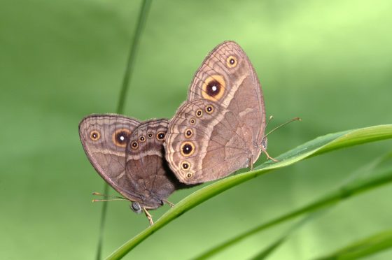 Le farfalle usano le ali per eludere i predatori