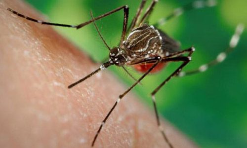 Sempre più diffusa la zanzara che trasmette malattie