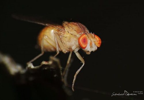 Sordità, un aiuto dagli insetti