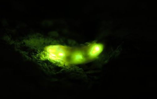 Bioluminescenza femmina di lucciola, bluff