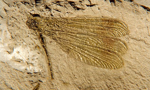 Libellula fossile - www.settimanaterra.org - ali