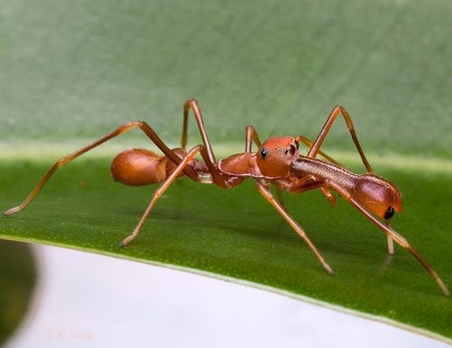 Ragno o formica?