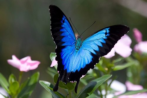 Il lato “nero” delle farfalle