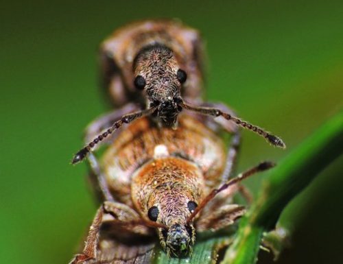 Che valore economico hanno gli insetti?
