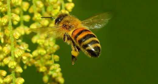 Anche le api fanno il “brevetto di volo” – Video