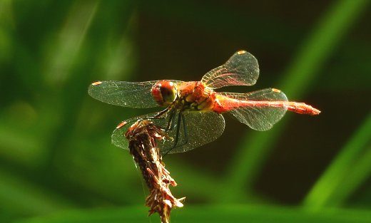 La cronologia dell’evoluzione degli insetti