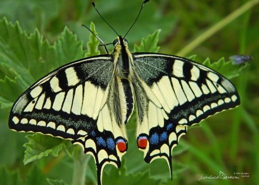 Cosa ci comunicano le ali delle farfalle – evoluzione