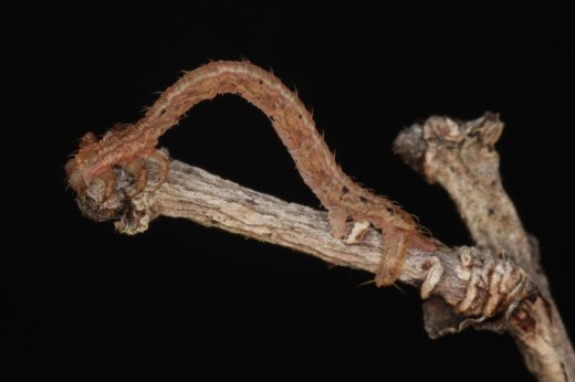 Eupithecia staurophragma - © robertpeck,