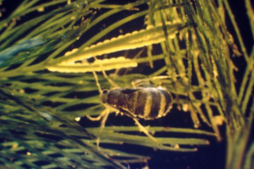 I nostri insetti particolari – Acentria ephemerella – una falena acquatica