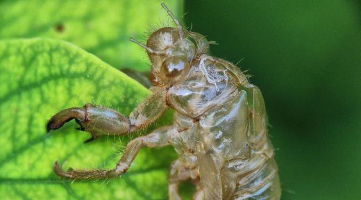 I nostri insetti particolari – Lyristes plebejus (Cicala)