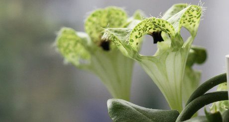 I fiori e il profumo dell’ape in pericolo.