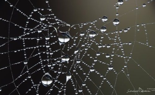 La seta di ragno al grafene e ai nanotubi di carbonio
