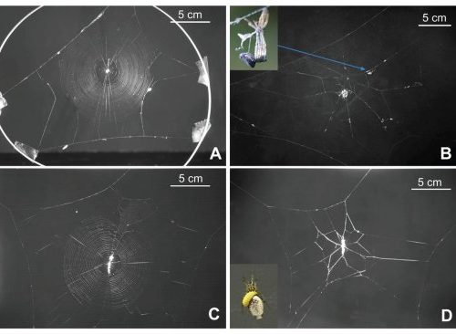Dopo le formiche anche il ragno zombie, uno studio sui meccanismi di controllo dei parassiti – Aggiornamento VIDEO