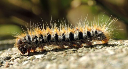 I nostri insetti particolari – Thaumetopoea pityocampa – Aggiornamento. La processionaria mutante.