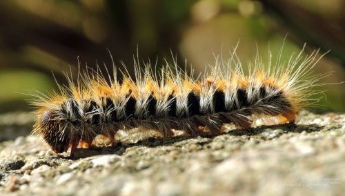 I nostri insetti particolari – Thaumetopoea pityocampa o processionaria del pino