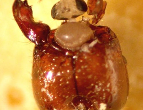 La mosca cacciatrice di teste e il ritorno delle formiche zombie