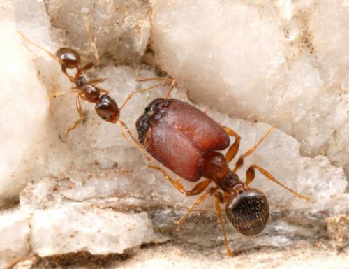 la ricerca e l’eveoluzione dei supersoldati nelle formiche.