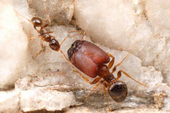 la ricerca e l’eveoluzione dei supersoldati nelle formiche.