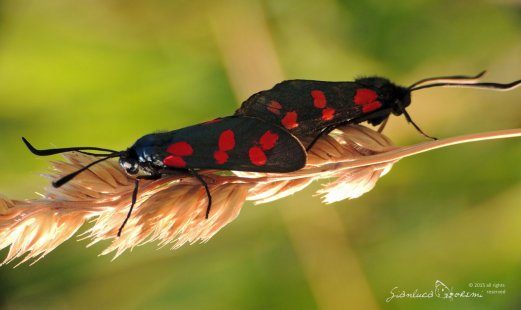 I nostri insetti particolari – Zygaena filipendulae – Gli amanti al cianuro