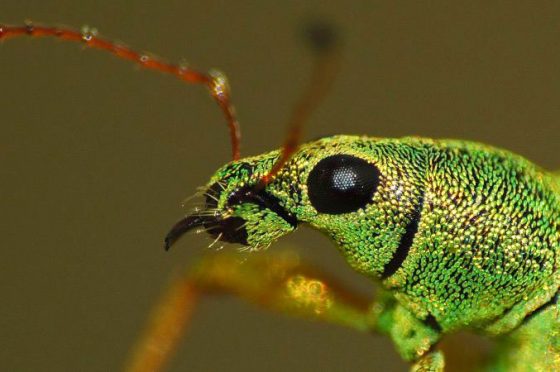 Più insetti per foreste in buona salute o meno insetti perchè le mettono a rischio?