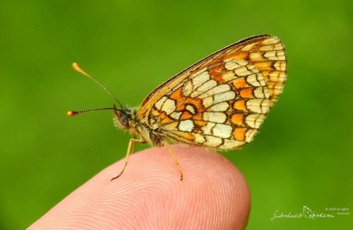 Farfalle e il loro contributo nell’ecosistema: una revisione