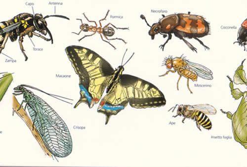 Alcune curiosità sugli insetti e altri artropodi.