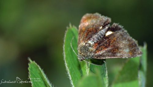 Aggiornamento del sito falena – 292 – Panemeria tenebrata – Noctuidae (Scopoli, 1763)