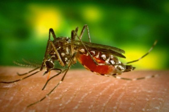Lotta alle zanzare in California – VIDEO