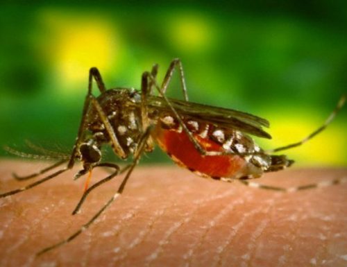 Ogni anno 700 mila persone muoiono per infezioni trasmesse dagli insetti