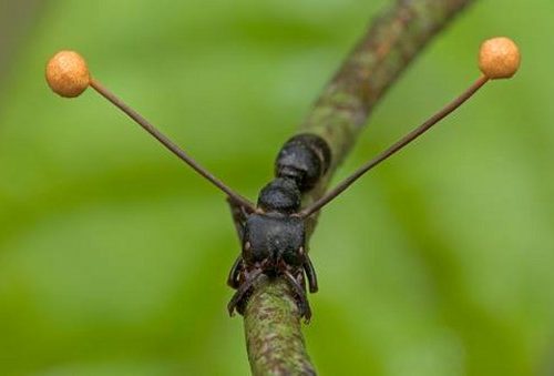 Il ritorno delle formiche zombie – la difesa