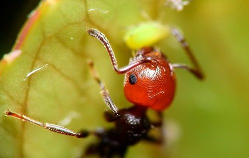 La memoria fotografica delle formiche
