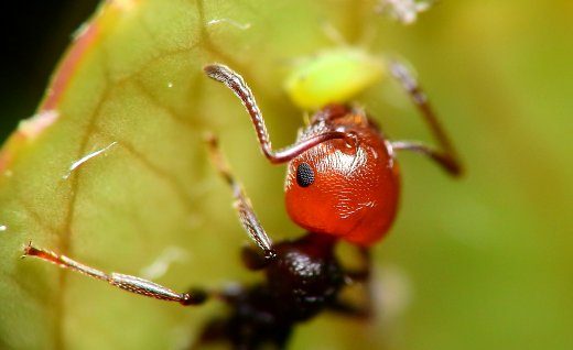 La memoria fotografica delle formiche