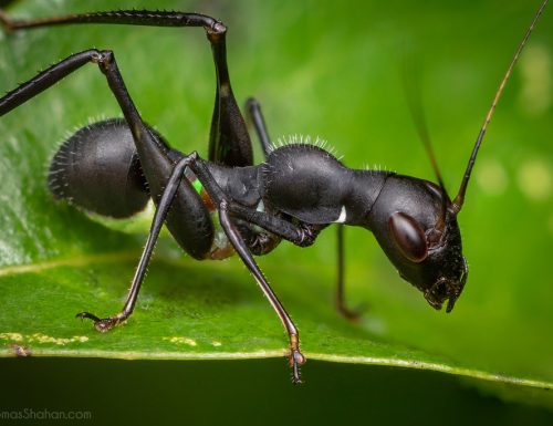 Meraviglie dell’evoluzione: La cavalletta formica
